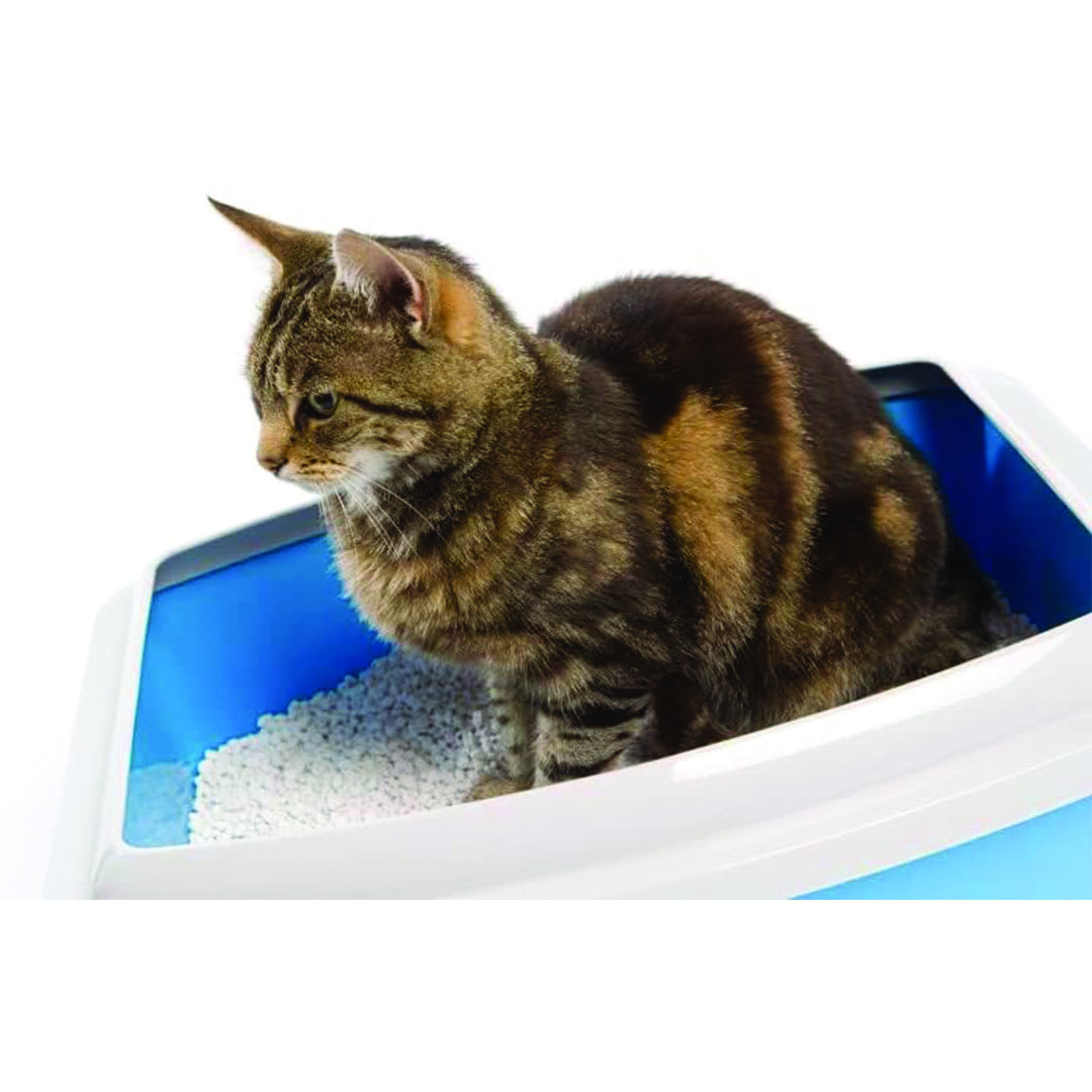 رمل فضلات القطط كويين برائحة الافندر - 5 لتر