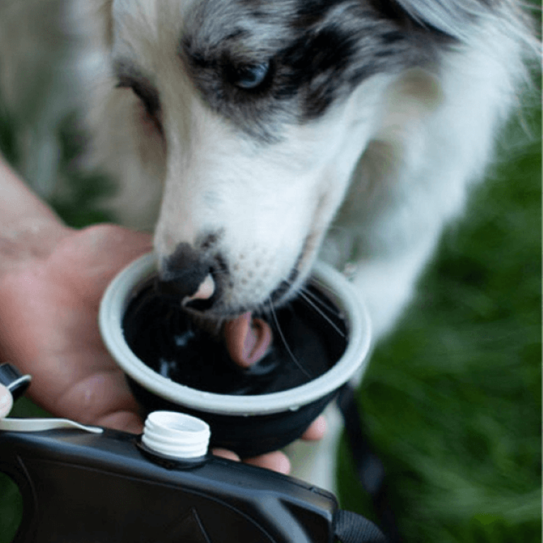 حبل تمشية للكلاب 4 في 1