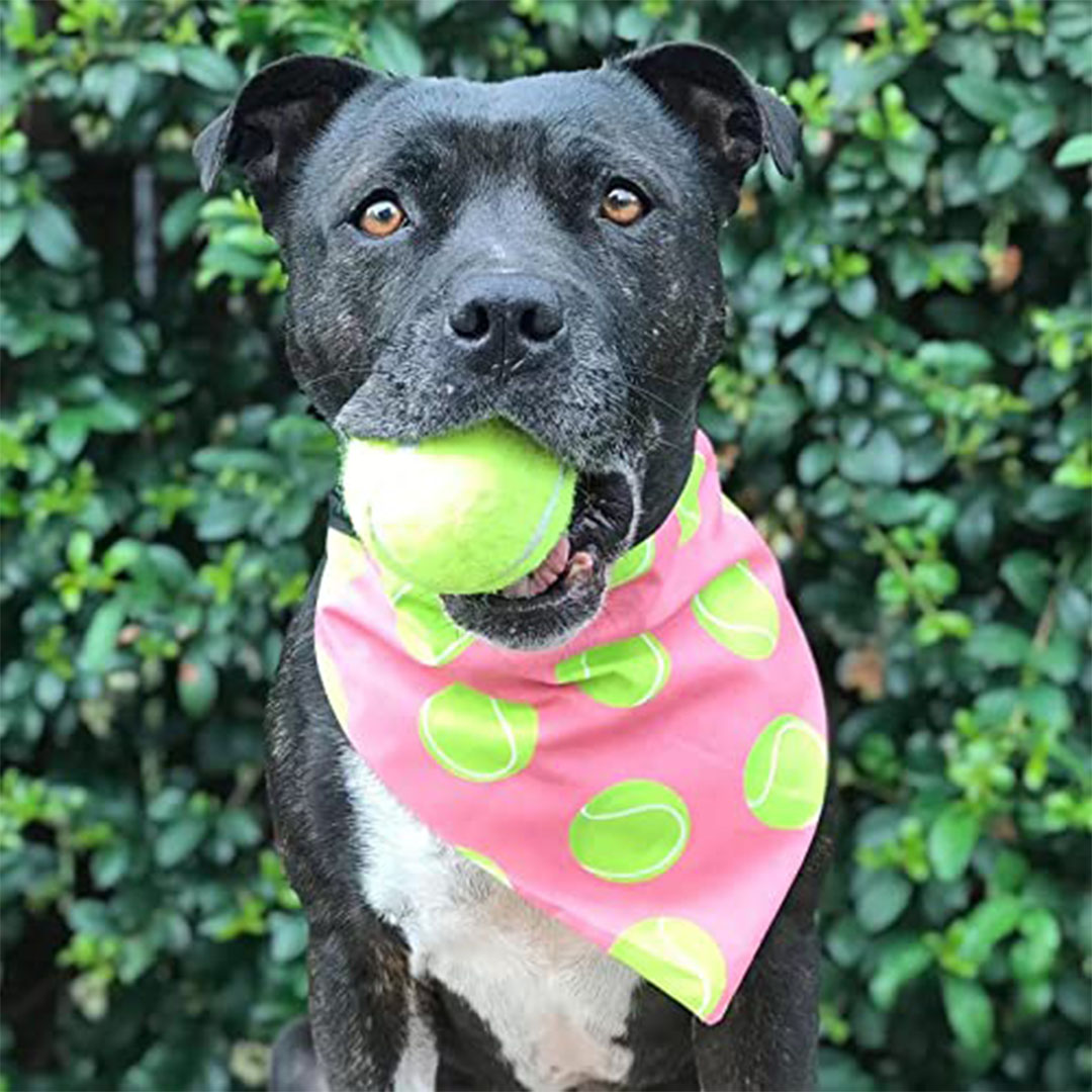 كرات تنس للكلاب – 12 قطعة