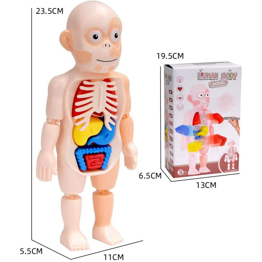 لعبة مجسم جسم بشري تعليمية لمعرفة أجزاء جسم الإنسان
