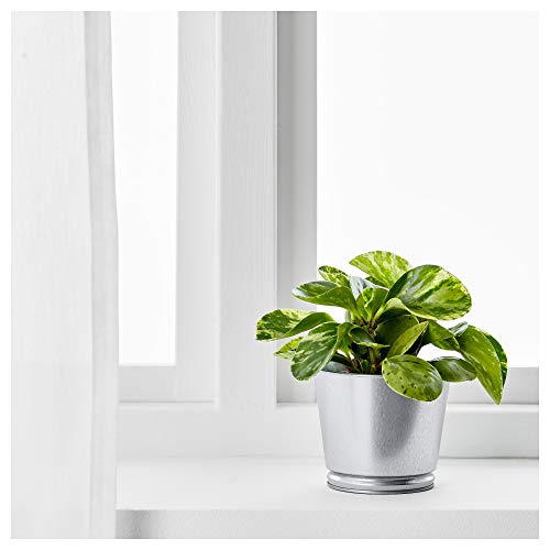 وعاء نباتات بينتجي مجلفن ايكيا صلب - فضي